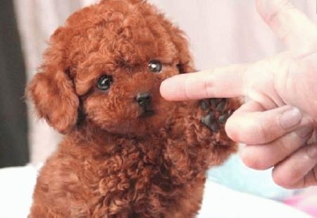 泰迪狗狗在家学狼嚎，这是怎么回事呢？