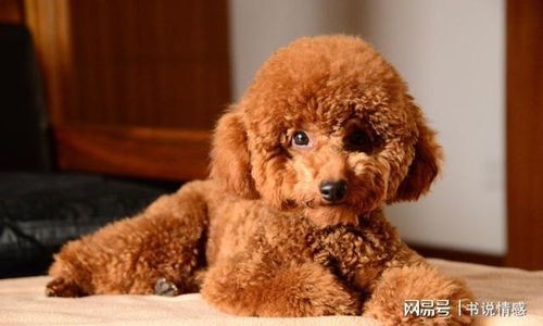 泰迪狗狗在家学狼嚎，这是怎么回事呢？