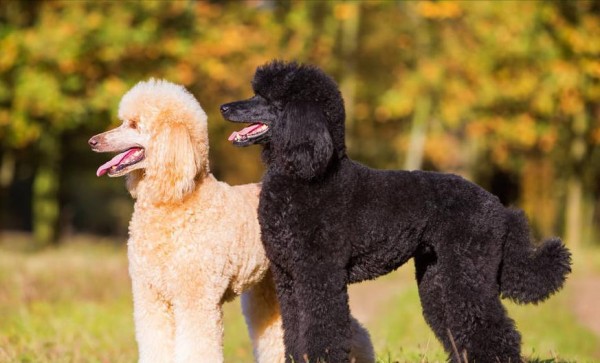 明星同款狗狗，杜江家的巨贵犬，你想养吗？