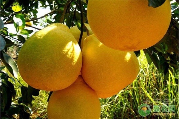 四大名柚是哪四大？各有什么特点？