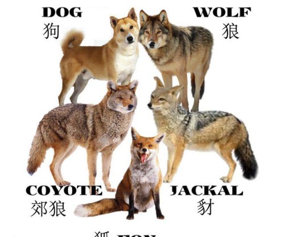 鬣狗、猎狗、豺狗、野狗傻傻分不清楚，看完这篇您就明白了