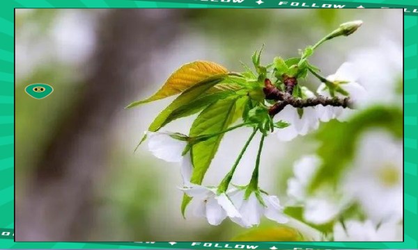探索年轻人追星背后的原因及其影响