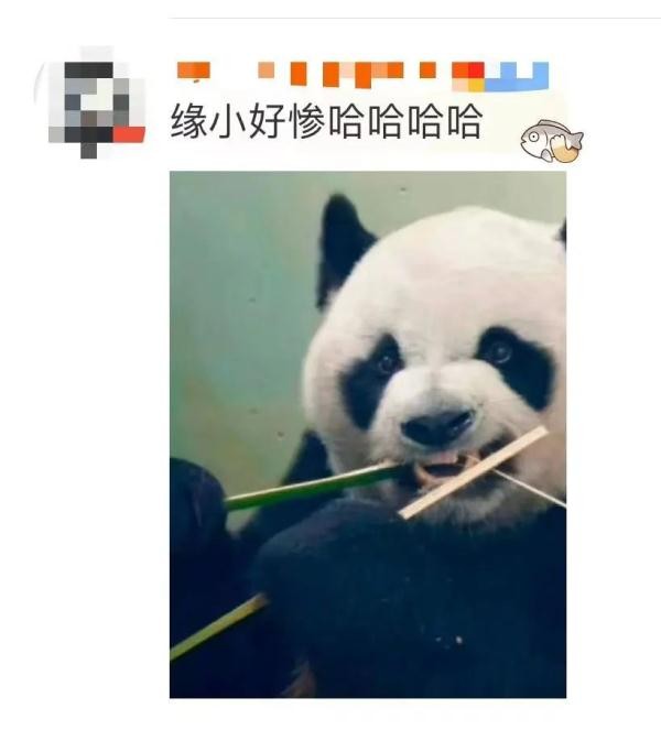 这个五一，明星大熊猫又“惹祸”了