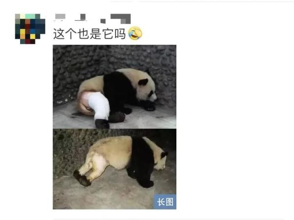 这个五一，明星大熊猫又“惹祸”了