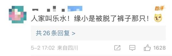 这个五一，明星大熊猫又“惹祸”了