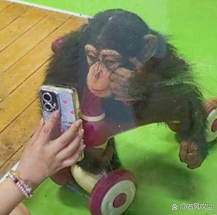 别给猩猩看手机了！园方：伤害视力...@若风吹尘的动态