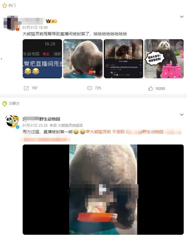 “国宝级明星”直播被封：对着镜头甩臀，太敢了……