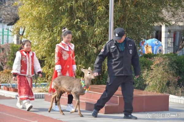 校园引入梅花鹿，师生团宠成明星！