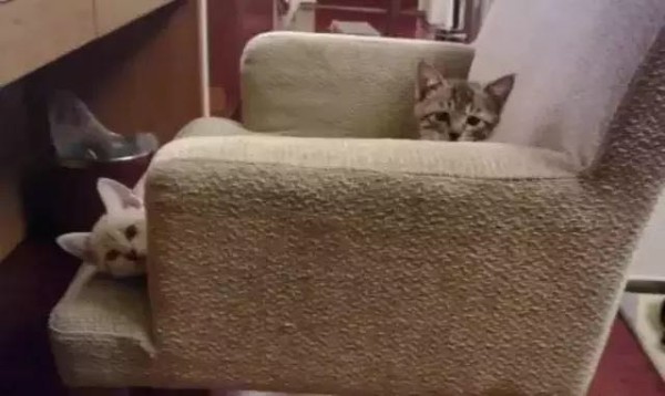 明星宠物！胡歌爱猫成狂，赵丽颖竟因这个养宠物？她的有点奇特！