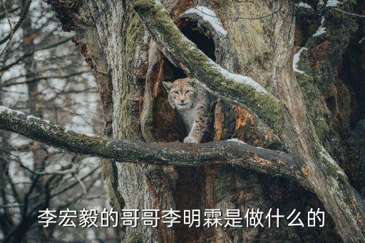 李宏毅的哥哥李明霖是做什么的