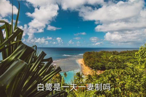  白鹭是一夫一妻制吗