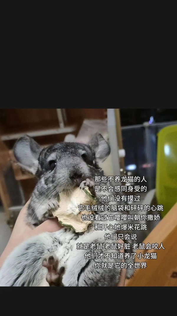 龙猫是什么动物？揭秘它的真实身份！（不是猫也不是鼠，它属于哪个物种？）