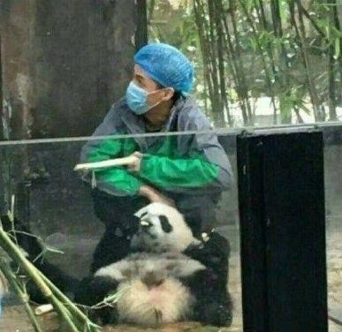 明星见到熊猫是什么体验？胡歌变保姆，宋慧乔娇羞，他一手拎一个