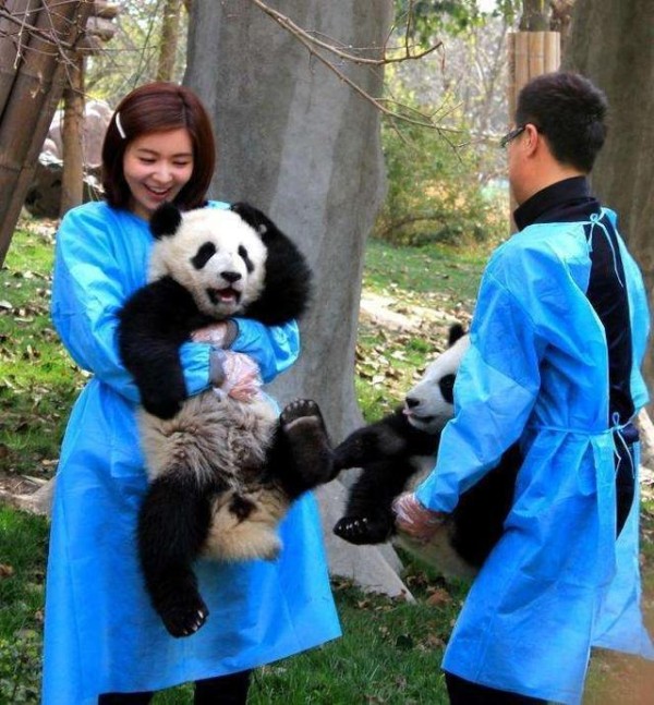 明星见到熊猫是什么体验？胡歌变保姆，宋慧乔娇羞，他一手拎一个