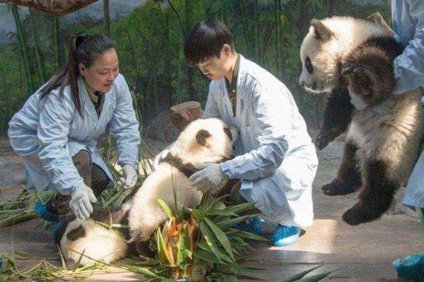 明星见到熊猫是什么体验？胡歌变保姆，宋慧乔娇羞，他一手拎一个