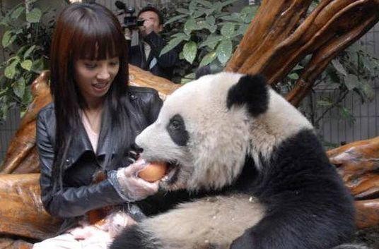 明星见到熊猫是什么体验？胡歌变保姆，宋慧乔娇羞，他一手拎一个