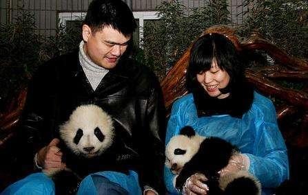 明星见到熊猫是什么体验？胡歌变保姆，宋慧乔娇羞，他一手拎一个
