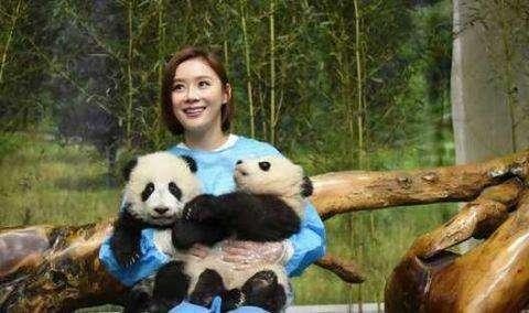 明星见到熊猫是什么体验？胡歌变保姆，宋慧乔娇羞，他一手拎一个
