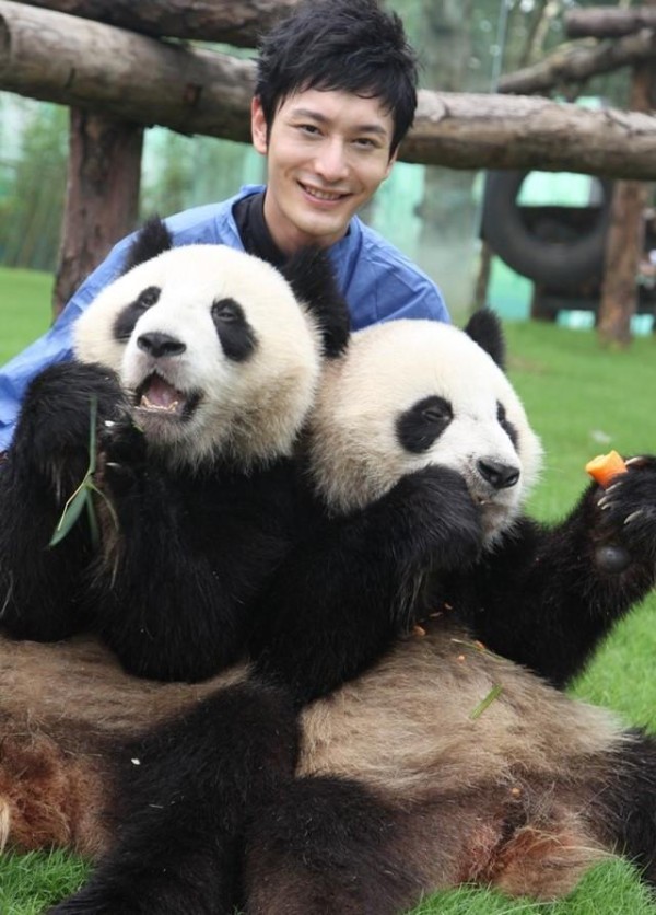 明星见到熊猫是什么体验？胡歌变保姆，宋慧乔娇羞，他一手拎一个