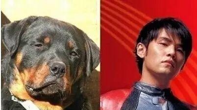 明星与萌宠的奇妙撞脸世界