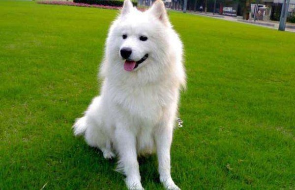 区分萨摩耶犬和银狐犬，你只需掌握以下要点！
