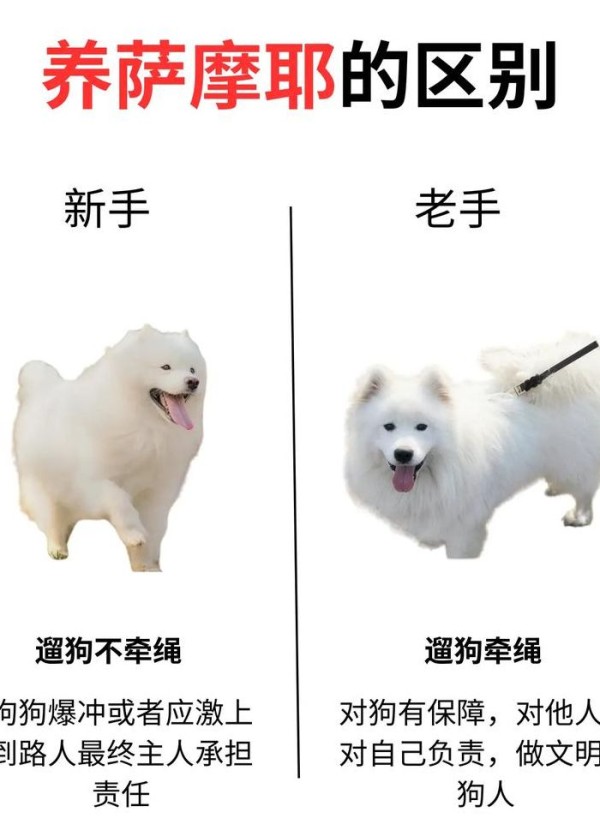 萨摩和萨摩耶的区别（萨摩和萨摩耶是一种狗吗）