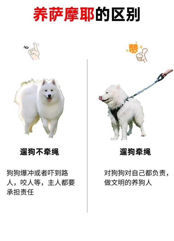 萨摩和萨摩耶的区别（萨摩和萨摩耶是一种狗吗）