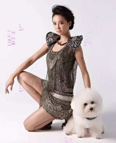 养比熊的都是女神，娱乐圈女星竟这么多比熊控！