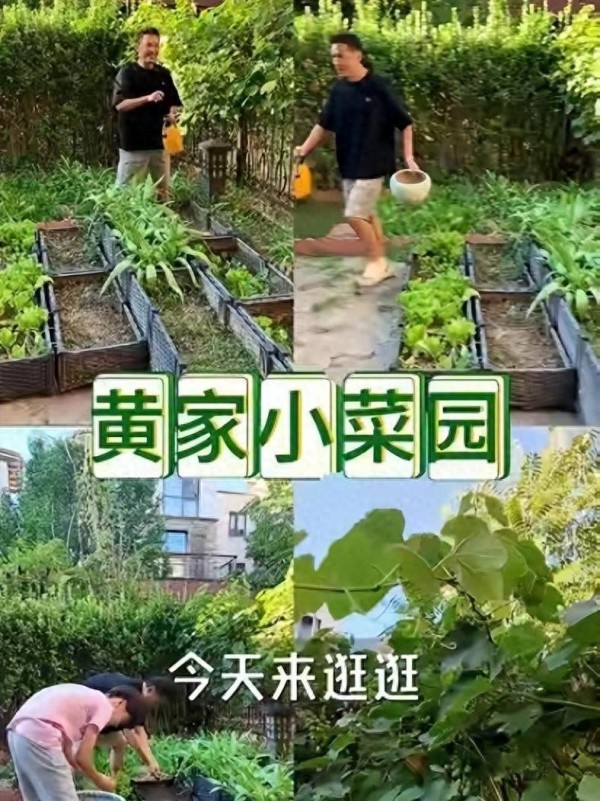 黄征菜园爆火圈粉百万，乐坛“铁三角”旧日恩怨意外曝光？