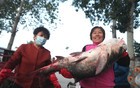 北京密云水库进入“捕鱼季”，清晨乡村鱼市火爆