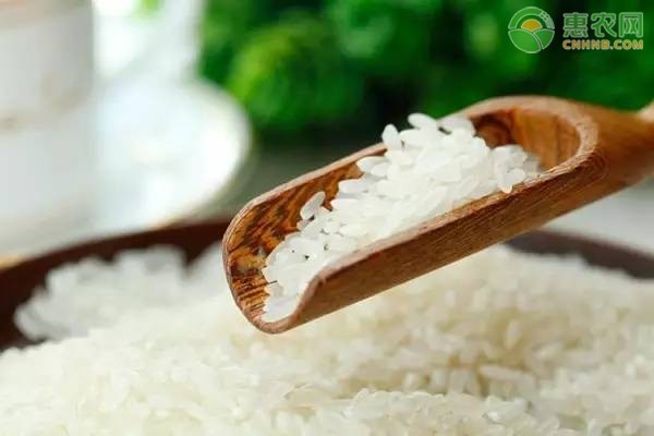 水稻和大米一样吗？北方大米和南方大米区别