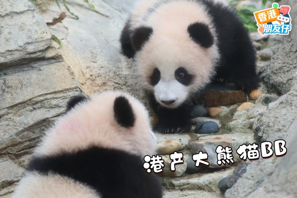 香港朋友仔：【港产大熊猫BB正式亮相 萌翻全场！】
最热乎的大熊猫BB萌照来啦！香港海洋公园的明星、萌翻一众年轻人的大熊猫龙凤胎 “家姐” 和 “细佬”，终于在万众瞩目下公开亮相啦！

“家姐” 和“细佬” 是两只港产大熊猫的乳名，如今模样相当一致，不愧是双胞胎✨，背上有紫色記號的就是“细佬”喔。两个小宝宝对一切都充满好奇，时不时还来个可爱的翻滚，模样别提多招人喜欢。它们憨态可掬的一举一动...