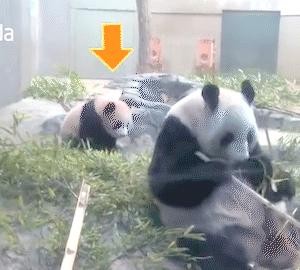成都熊猫基地的明星们与唐氏综合征产前指南