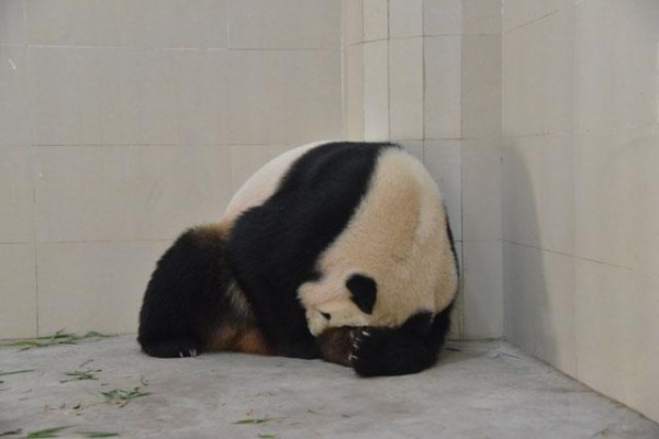 明星海归大熊猫“林冰”产下龙凤胎宝宝