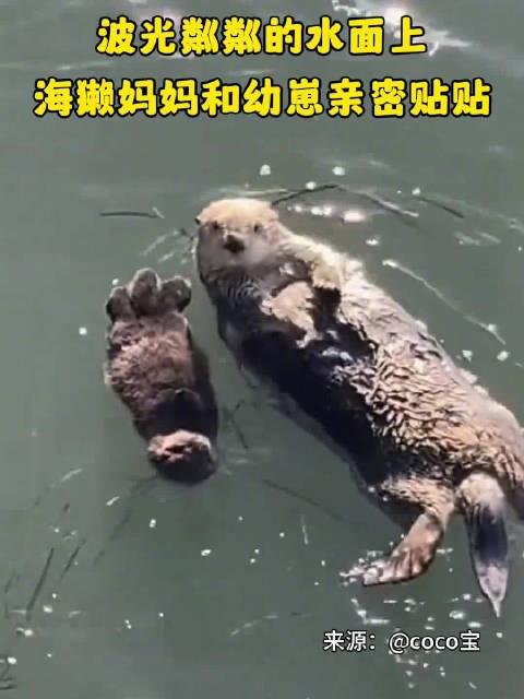 秀我中国丨海獭妈妈和宝宝温馨互动