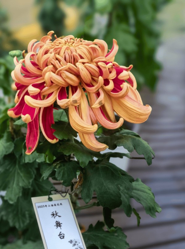 上海菊花展将开幕：展示500个品种菊花，11月中旬是最佳观赏期
