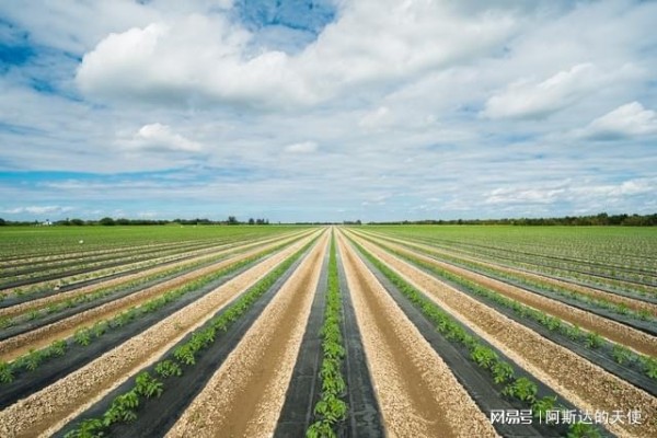 中国网红经济发展动态及前景规划建议报告2024
