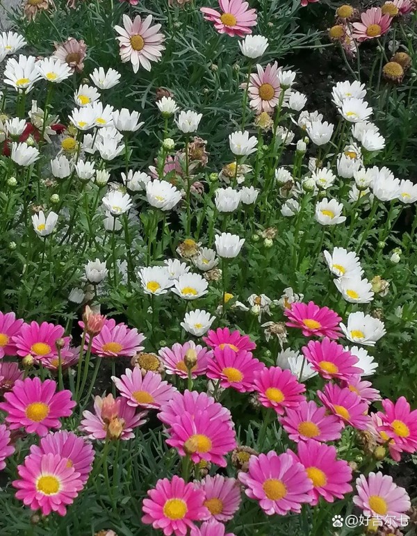 明星和军衔,听起来是不是有点奇怪...@好吉尔七的动态