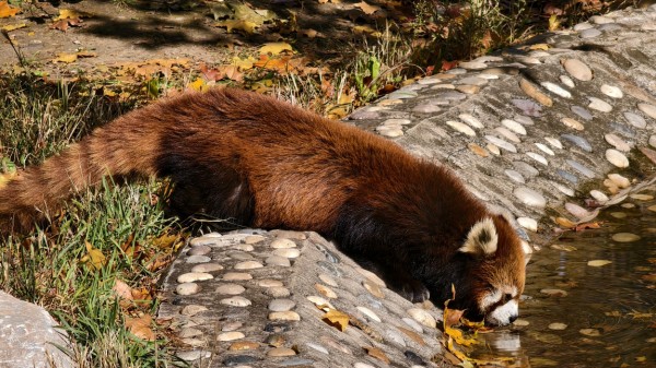 神奇的动物世界