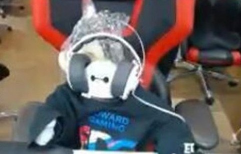 Koro1挂机直播引不满 粉丝写歌《全虎牙直播最混的混子》歌曲歌词介绍