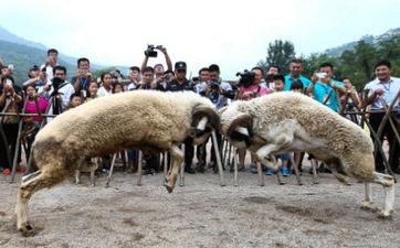 属虎的与属羊的婚配合吗？属虎和属羊的婚配好不好