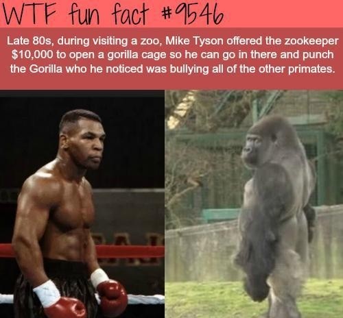 历史系小狼:1988年,22岁的拳王泰森,逛动物园时给了饲养员一万美金,让他把栅栏打开,自己要进去跟"银背大猩猩"单挑,围观者无不拍手叫好起哄,可结果却令人失望!
1988年的拳击界正处于一个黄金的转折点。这一年的迈克·泰森已经成为了全世界最炙手可热的体育明星,他不仅统一了WBC、WBA和IBF三大拳击组织的重量级金腰带,更创造了职业拳击史上最年轻重量级拳王的历史记录。
在泰森21岁时,他就用了9...