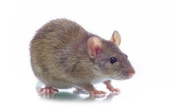 梦见顽童怎么回事 梦见顽童有什么预兆