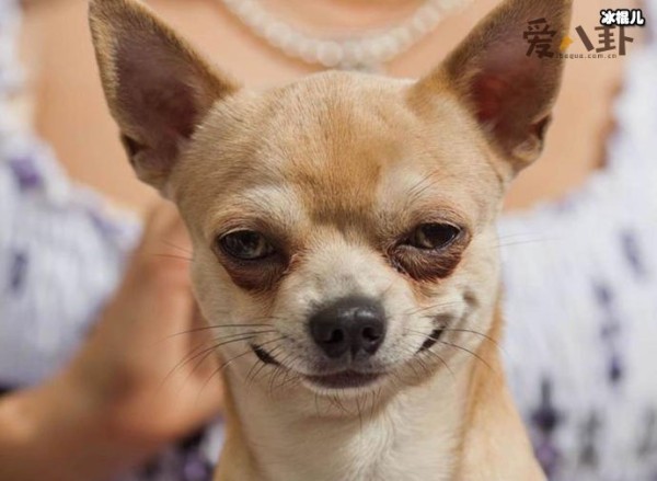 网上所说的名媛是褒义还是贬义? 起底网络词汇名媛真实含义