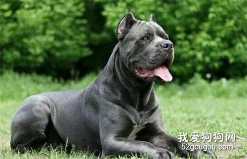 专家教你如何训练意大利卡斯罗犬