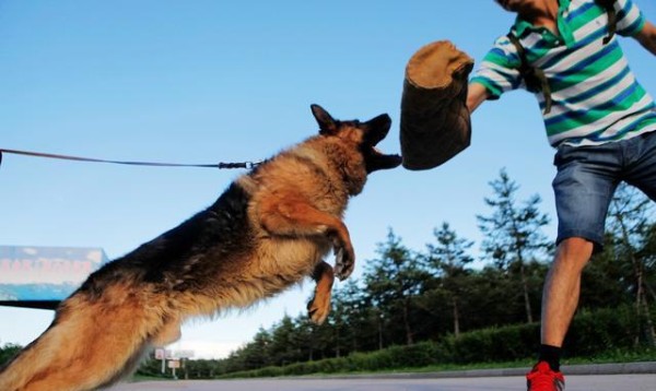 军犬中的龙头老大,受到世人青睐的世界级军犬