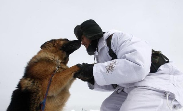 军犬中的龙头老大,受到世人青睐的世界级军犬