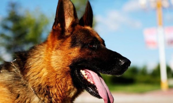 军犬中的龙头老大,受到世人青睐的世界级军犬