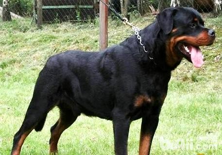 卡斯罗和罗威纳的区别