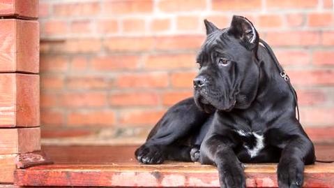 卡斯罗和罗威纳哪个好?卡斯罗和罗威纳的区别